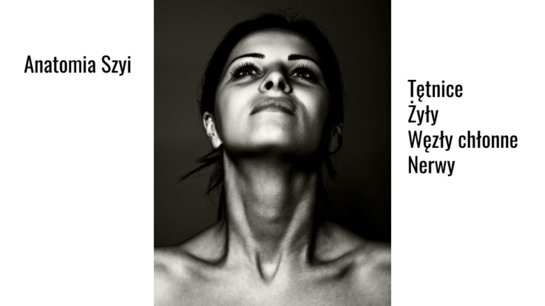 Szyja – tętnice, żyły, węzły chłonne i nerwy