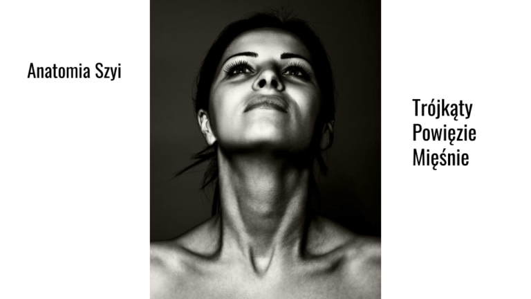 Szyja – trójkąty, powięzie i mięśnie