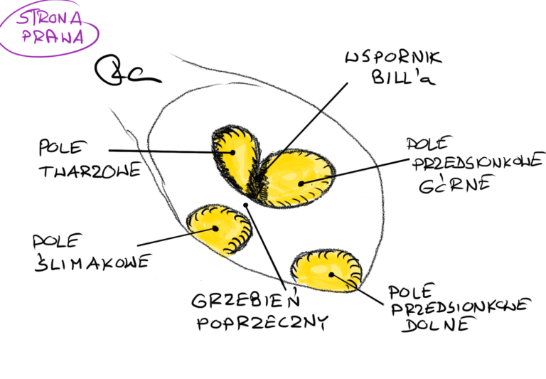 dno przewodu słuchowego wewnętrznego - schemat