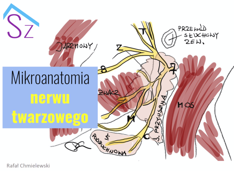 Mikroanatomia nerwu twarzowego - okładka