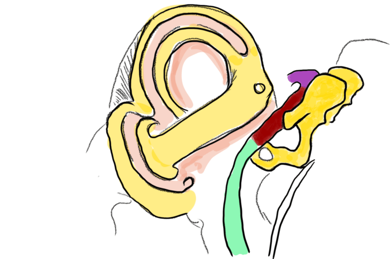 quiz-anatomia-nerwu-twarzowego